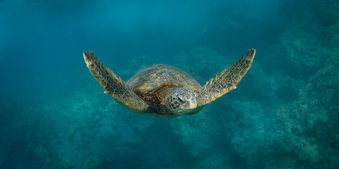 Obraz premium Hawaiian Green Sea Turtle swims around in the coral reef and rocky shoreline