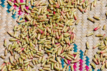 traditional procedure of drying clove spice, Syzygium aromaticum, Cloves are the aromatic flower buds of a tree in the family Myrtaceae. Masoala, Maroantsetra Madagascar