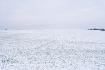 Wheat field covered with snow in winter season. Winter wheat. Green grass, lawn under the snow....