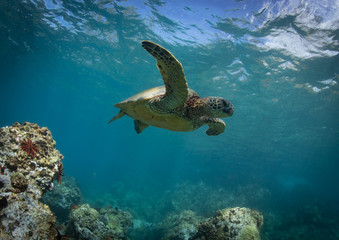 Fototapeta na wymiar Hawaiian Green Sea Turtle swims around in the coral reef and rocky shoreline