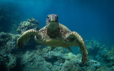 Hawaiian Green Sea Turtle swims around in the coral reef and rocky shoreline