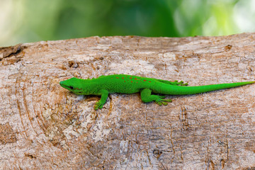 beautiful green Gecko Phelsuma, Phelsuma madagascariensis, basking in the sun, Farankaraina Tropical Park, Africa Madagascar wildlife and wilderness