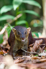 Ring-tailed mongoose,  Galidia elegans, carnivoran native to Madagascar. Farankaraina. Madagascar Africa Wildlife and wilderness