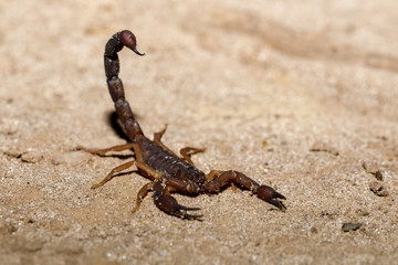 Scorpions prepared to attack with the thorn upright, Masoala National park, Africa, Madagascar wildlife and wilderness