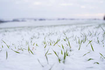 Wheat field covered with snow in winter season. Winter wheat. Green grass, lawn under the snow. Harvest in the cold. Growing grain crops for bread. Agriculture process with a crop cultures.