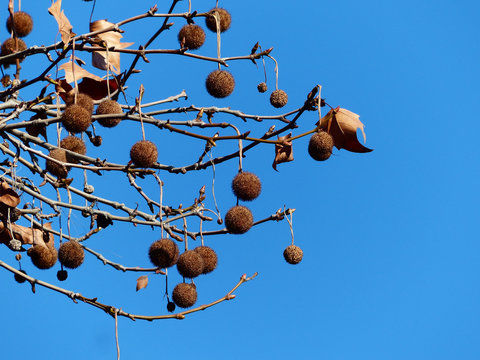 branch of platan tree