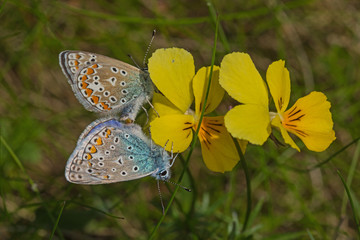 07.06.2019 DE, NRW, Stolberg, Schlangenberg Hauhechel-BlÃ¤uling Polyommatus icarus (ROTTEMBURG, 1775)