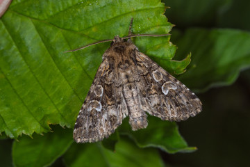 31.05.2019 DE, NRW, Remscheid, Naturschule Grund Trockenrasen-Blättereule Pachetra sagittigera (HUFNAGEL, 1766)