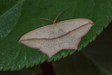 31.05.2019 DE, NRW, Remscheid, Naturschule Grund Ampferspanner Timandra comae A. SCHMIDT, 1931