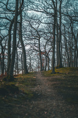 Naklejka premium Pfad im Eichenwald