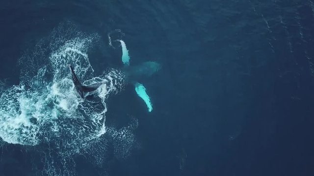 Humpback whales of Tonga, Splashing tail, Aerial Drone