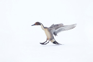 Pintail Duck drake comes in for a landing on snow and ice