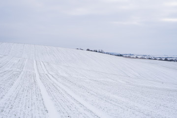 Fototapeta premium Wheat field covered with snow in winter season. Winter wheat. Green grass, lawn under the snow. Harvest in the cold. Growing grain crops for bread. Agriculture process with a crop cultures.