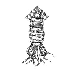 Chinesse food. Fried squid. Sketch. Engraving style. Vector illustration. © KseniaKrop