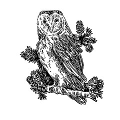 Owl sits on a branch of fir tree. Sketch. Engraving style. Vector illustration.