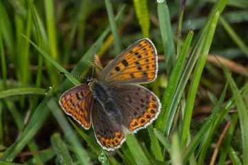 07.06.2019 DE, NRW, Stolberg, Schlangenberg Brauner Feuerfalter Lycaena tityrus (PODA, 1761)