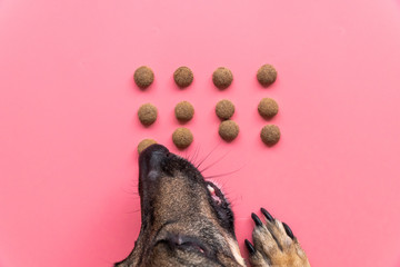 happy dog eats dry food on pink background, top view