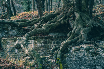 Fototapeta na wymiar alter Baum auf Ruine