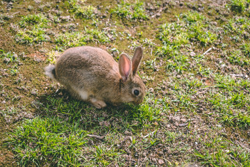 Lokrum Island Bunny