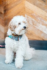 Fluffy dog sitting down