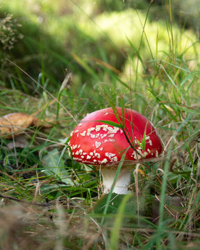Poisonous teadstool