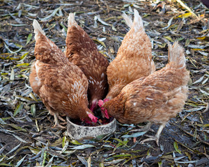 Chicken 