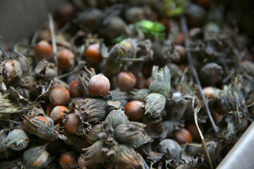 Green unripe hazelnuts . green wild hazelnut . Organic and fresh hazelnuts on the background .