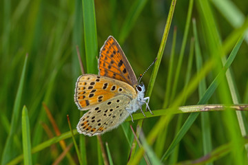 07.06.2019 DE, NRW, Stolberg, Schlangenberg Brauner Feuerfalter Lycaena tityrus (PODA, 1761)