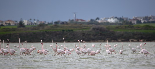Naklejka premium Flamingos in salt lake nearby Larnaca, Cyprus