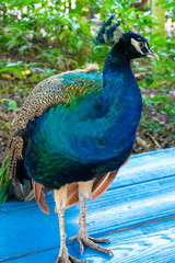 Obraz premium Peacock Close Up, Wallpaper Background, Tropical Bird Photography, Colorful Vibrant Majestic Animal