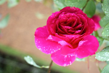 Fresh bright pink Rose bud close up, natural flower with left copy space for text