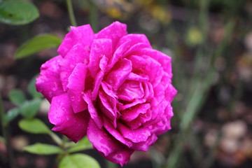 Blooming live lilac Rose close up, natural flower in floral Garden