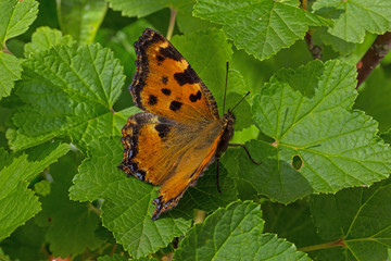09.06.2019 DE, RLP, Mosel, Leiwen Großer Fuchs , Schreckstarre Nymphalis polychloros (LINNAEUS, 1758)