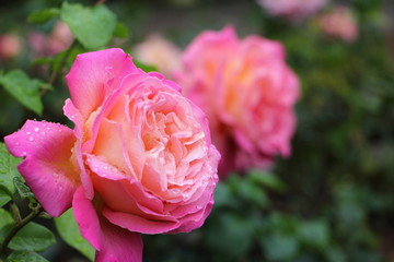 Pink living Roses close up, natural flowers in floral Garden
