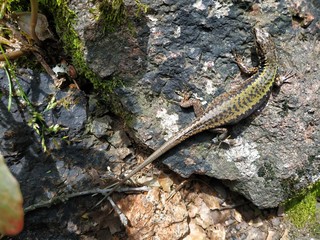 Pregnant lizard on a rock, top view