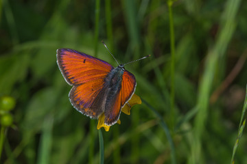 07.06.2019 DE, NRW, Stolberg, Schlangenberg Lilagold-Feuerfalter Lycaena hippothoe (LINNAEUS, [1760])
