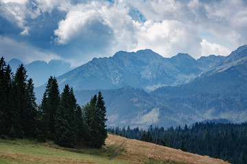 Forested mountain slope in low lying cloud with the evergreen