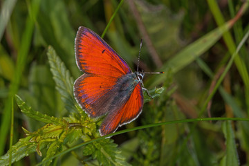 07.06.2019 DE, NRW, Stolberg, Schlangenberg Lilagold-Feuerfalter Lycaena hippothoe (LINNAEUS, [1760])