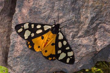 14.06.2019 DE, RLP, Mosel, Valwig Schwarzer Bär Arctia villica (LINNAEUS, 1758)