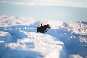 Happy black dog playing in the snow