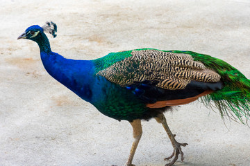 Obraz premium Peacock Close Up, Wallpaper Background, Tropical Bird Photography, Colorful Vibrant Majestic Animal