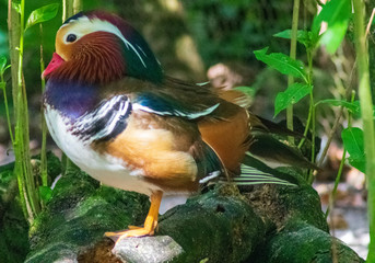 Mandarin Duck Close Up, Colorful Bird Photography, Exotic Outdoor Wildlife