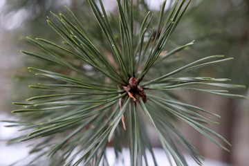 Green needles of a Christmas tree on a branch against a snow background. Macro shot of spruce needles.