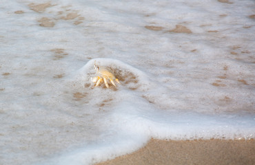 from the life of a crab