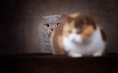 BKH Kater beobachtet rolliges Katzenmädchen 