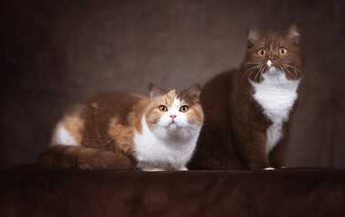 Zwei BKH Katzen Mädchen in braun 