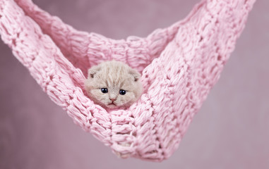 Niedliches BKH Katzenbaby Kitten in fawn - rosa Pastell
