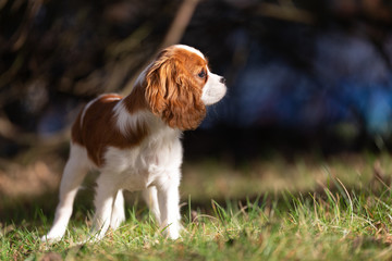 S&uuml;&szlig;er Cavalier King Charles Spaniel Welpe - Hund