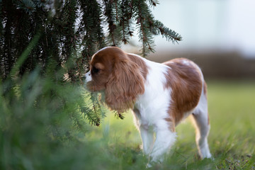 Süßer Cavalier King Charles Spaniel Welpe - Hund