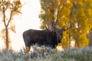 Bull Moose in fall, Grand Teton National Park, Wyoming, USA